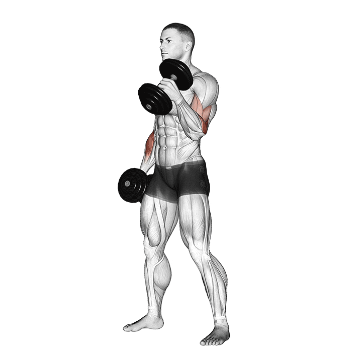 Exercice curl marteau pour les biceps