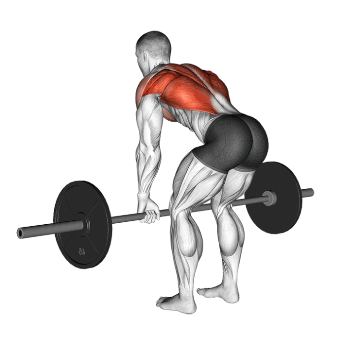 Exercice rowing barre pour le dos